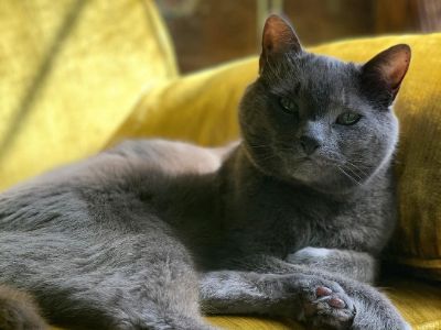 Smokey Robinson is sitting on the couch that is yellow in color.